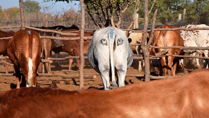 ¿Para qué biólogos pintan ojos falsos en el trasero del ganado?