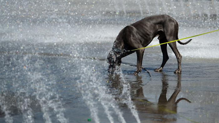 Hunde dürfen künftig zweimal vor die Tür