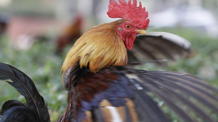 French petition signed by 74,000 calls for justice for murdered rooster