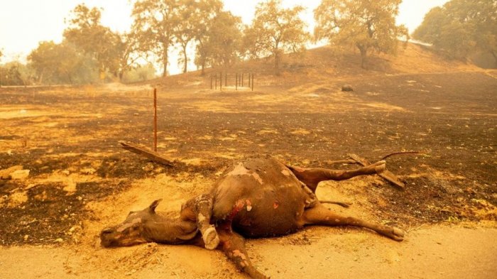   Les incendies continuent dimanche de ravager la Californie  