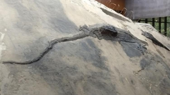   Gigantisches Reptil steckt in Fischsaurier  