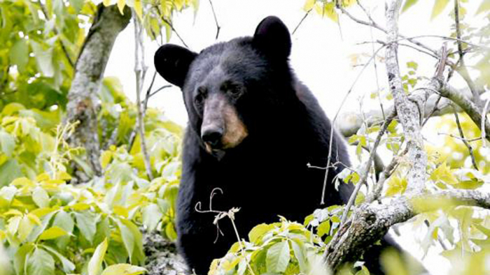 Un oso negro mata a una mujer que hablaba por teléfono