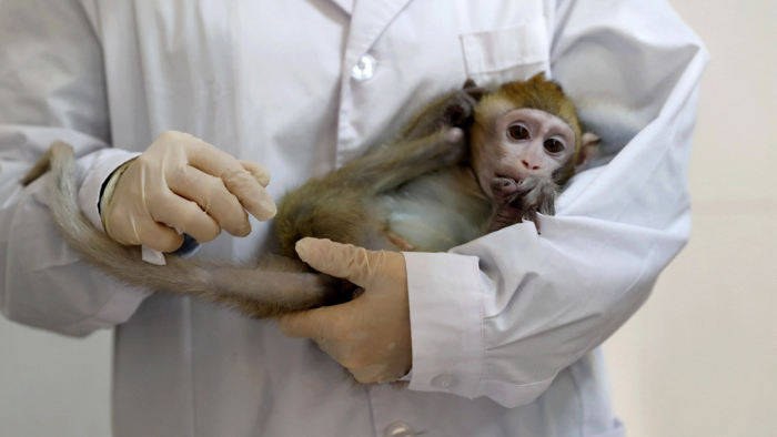 Científicos desconectan por primera vez dos áreas del cerebro en primates