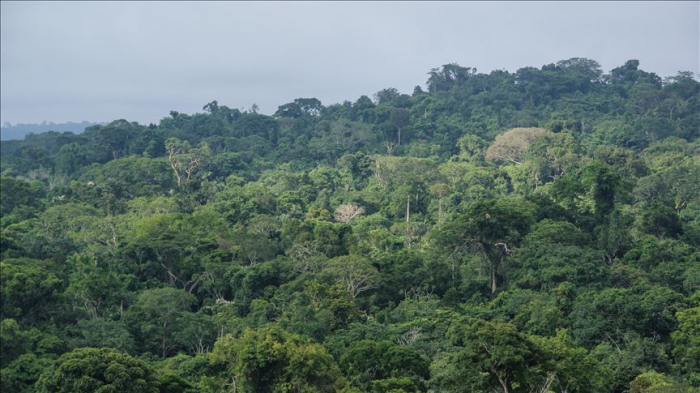 Gobierno de Brasil cambió de opinión y continuará apoyando operaciones contra la deforestación