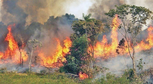عدد الحرائق في منطقة الأمازون البرازيلية يستمر