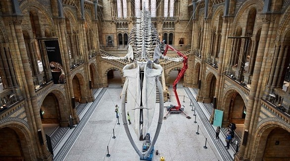 متحف العلوم البريطاني يعيد فتح أبوابه 
