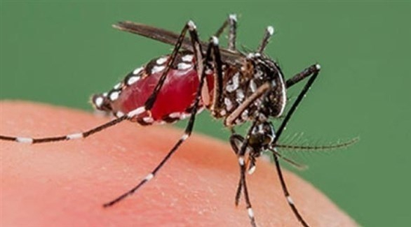 بناء مصنع لتربية الحشرات لمكافحة حمى الضنك