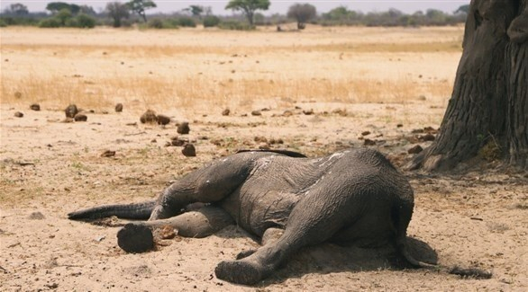 نفوق جماعي غامض لأفيال قرب محمية في زيمبابوي