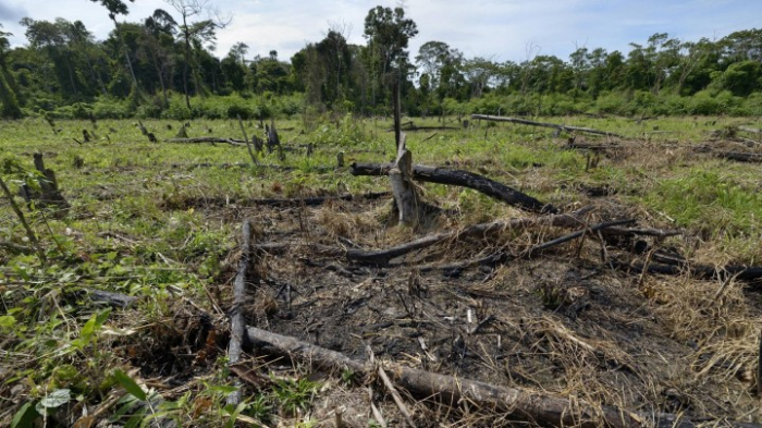 34 Prozent mehr Amazonas-Regenwald abgeholzt