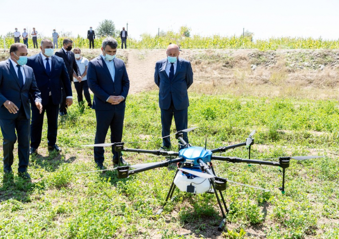 Qarğıdalı sahələri ilk dəfə dronlarla dərmanlanıb