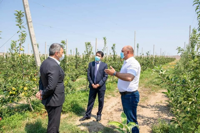 Nazir əkin sahələrinə və meyvə bağlarına baxış keçirdi -    FOTO     
