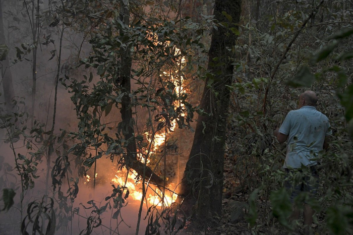 La destrucción de la selva amazónica sigue sin control en Brasil, alertan las ONG