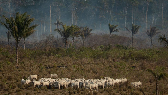 Deutschland kauft weniger Fleisch aus Brasilien