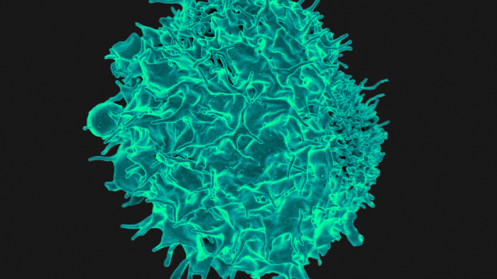Células T contra el coronavirus podrían combatir el cáncer