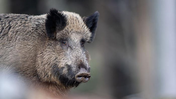 Afrikanische Schweinepest erreicht Deutschland