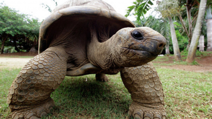 Riesenschildkröte beschäftigt Polizei