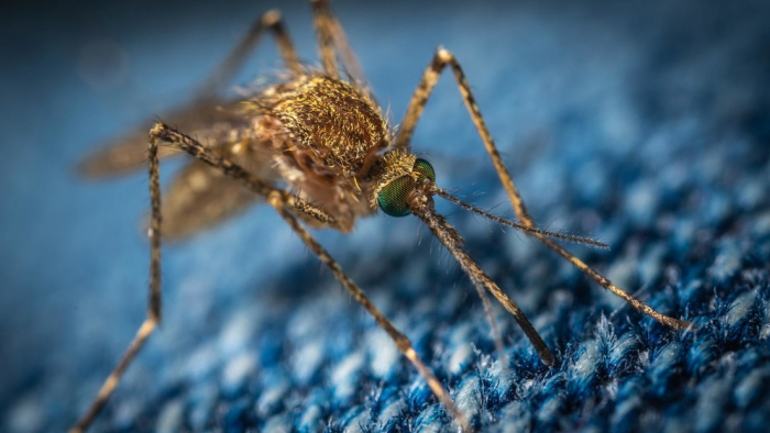 Detectan en Michigan el primer caso sospechoso de infección humana por un virus mortal transmitido por mosquitos