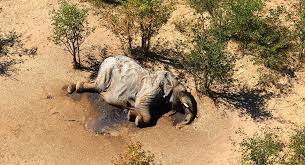 Revelan la razón de la misteriosa muerte de elefantes en Botsuana