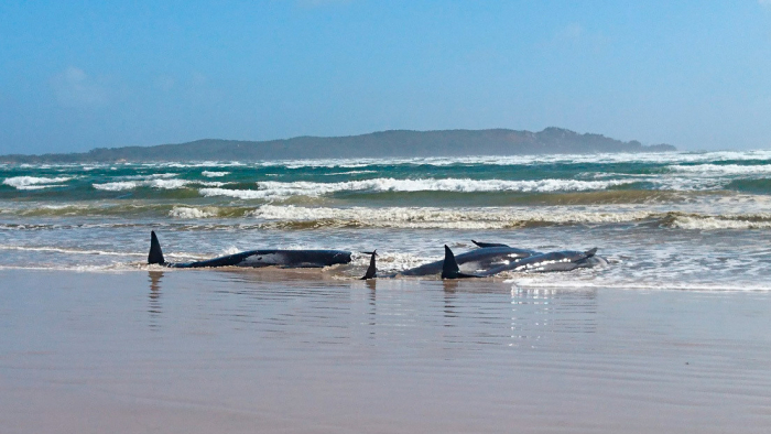 Al menos 270 ballenas quedan varadas en costas de Australia