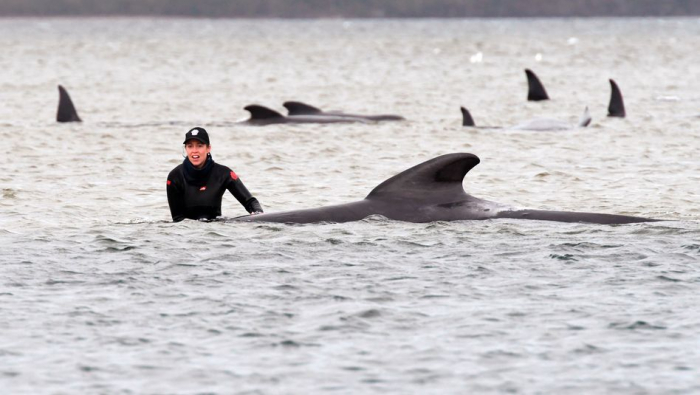 Vor australischer Küste Weitere 200 Wale gestrandet  