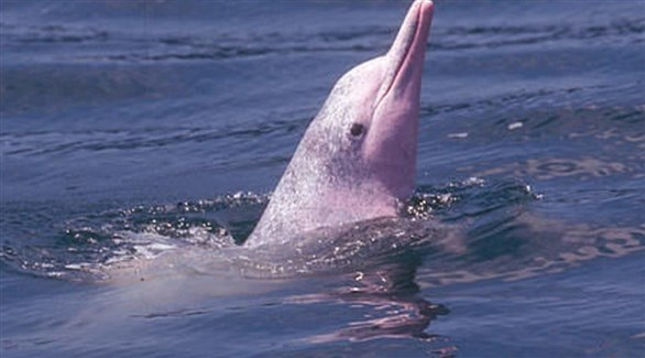 الدلافين الوردية تعود إلى المياه الساحلية