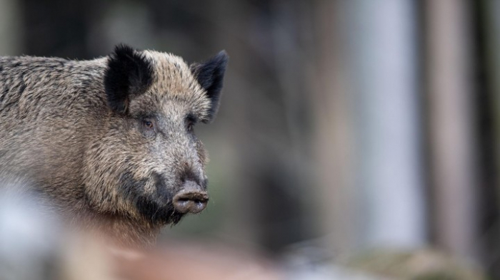   „Afrikanische Schweinepest“ erreicht Deutschland  