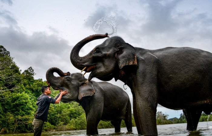 WWF: les deux tiers de la faune sauvage ont disparu en moins de 50 ans