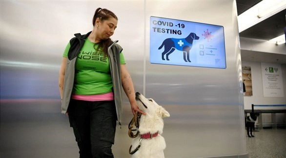 مطار هلسنكي يستعين بكلاب مدربة لرصد الحالات المصابة بكورونا
