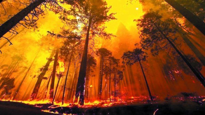   Hikmet Hajiyev:  "Los armenios queman deliberadamente los bosques de Shusha" 