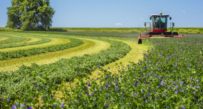  In den befreiten Gebieten wird die Landwirtschaft entwickelt 