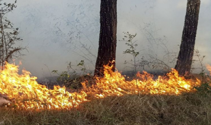  Im Schahdag-Nationalpark brach Feuer aus 