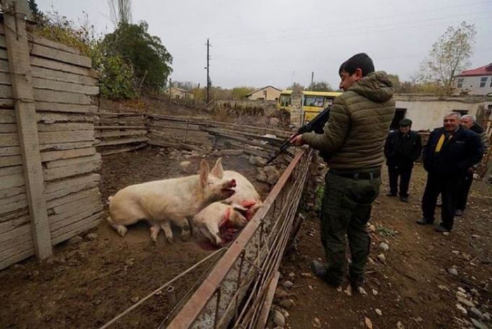  Des Arméniens abattent des animaux avant de quitter Latchine 
