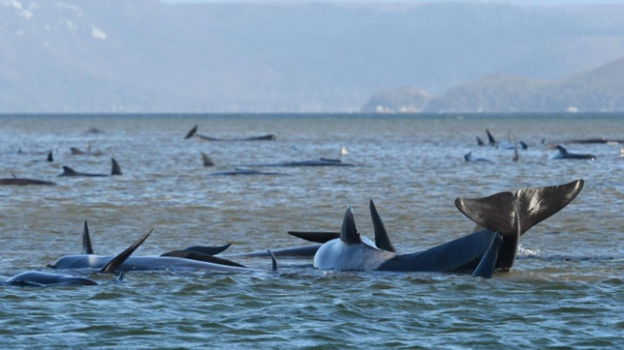 Fast 100 Wale am Strand verendet