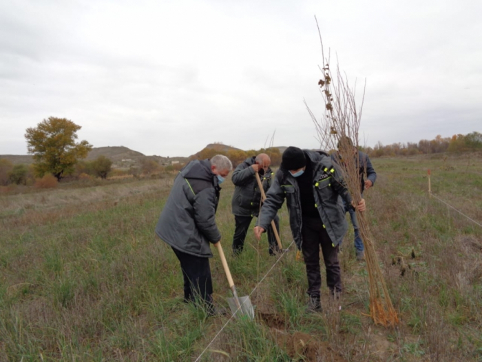 Continúa la campaña de plantación de árboles en el distrito azerbaiyano de Gubadli