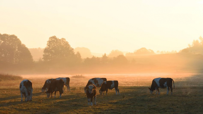 Vielen Milchkühen in Deutschland geht es schlecht