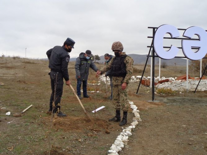 Cəbrayılda Şərq çinarları əkildi