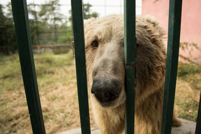 Pakistan high court condemns zoos as “concentration camps for living beings” 