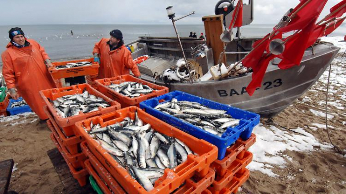 Ostseefischerei steckt in tiefer Krise