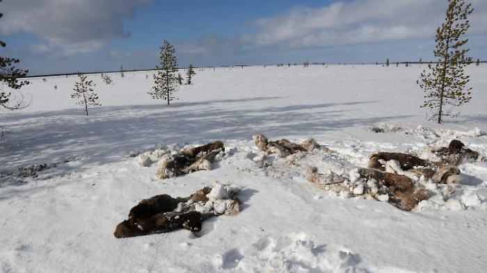   Es wird zu warm für Rentiere in Russland  