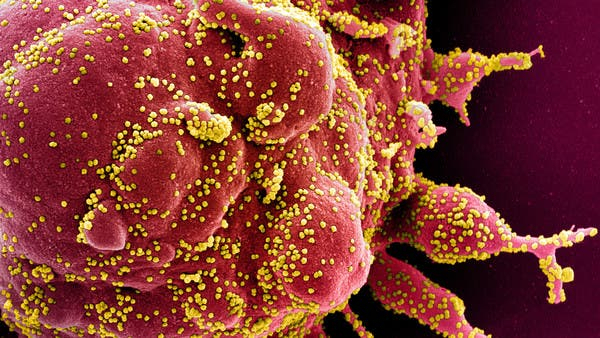 Fransada koronavirusun yeni ştammı aşkar edildi 