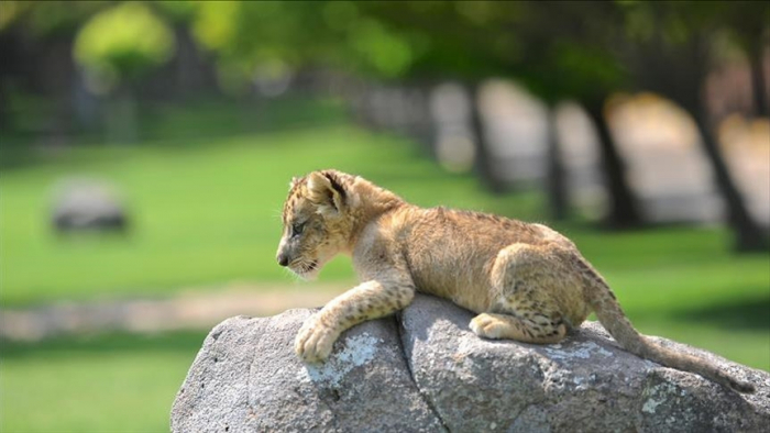 Lions in Barcelona Zoo infected with coronavirus  