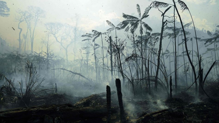 43 Millionen Hektar tropischen Regenwalds zerstört