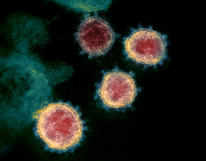   How and why coronaviruses mutate -   VIDEO    
