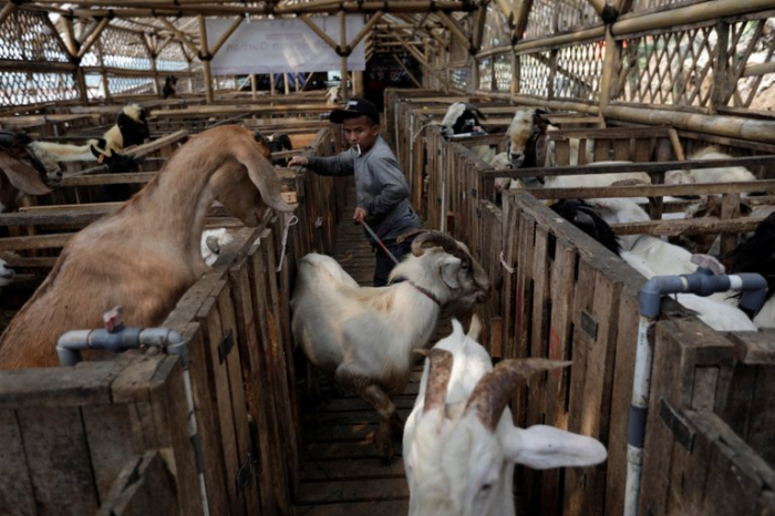 Temor en Holanda por la aparición de una nueva enfermedad que sería transmitida por las cabras