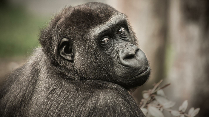 Lepra bei Schimpansen im Dschungel nachgewiesen