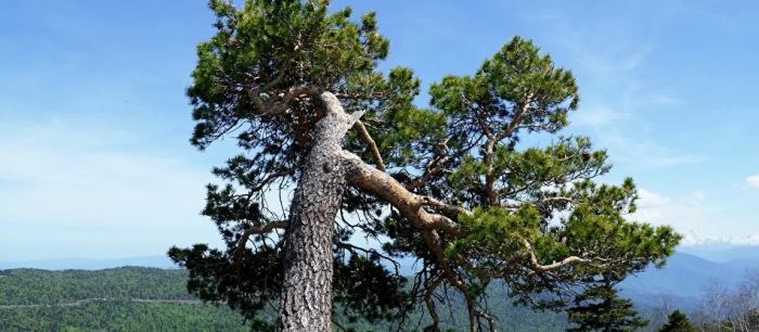 العثور على شجرة في اليونان عمرها 20 مليون سنة... فيديو