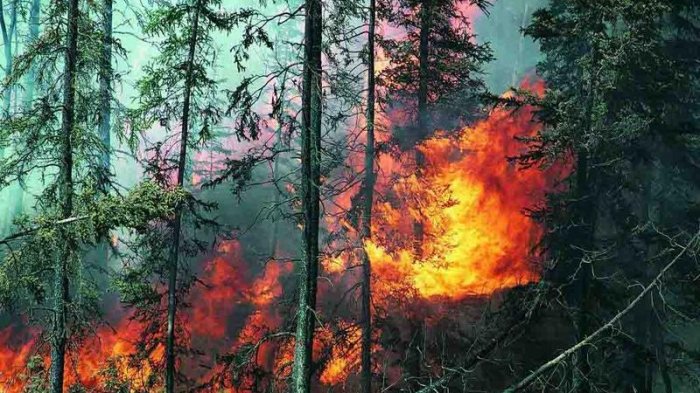   Armenians destroyed more than 54 hectares of forest   