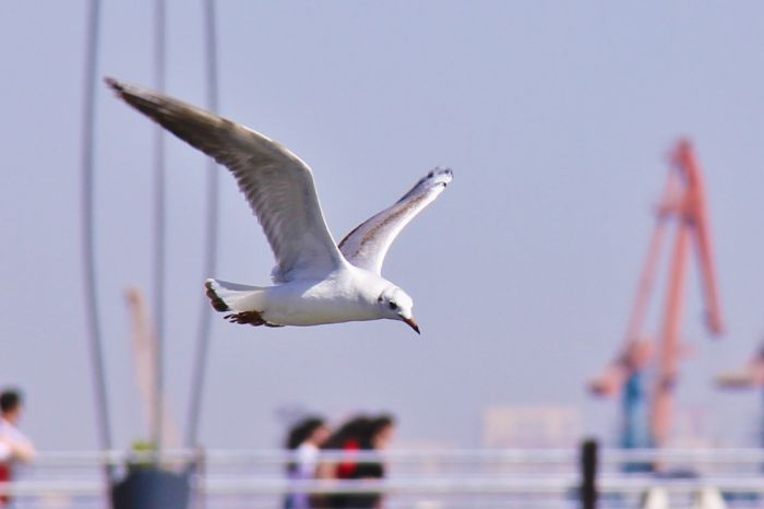 Azərbaycanda yeni quş növü aşkarlandı  
