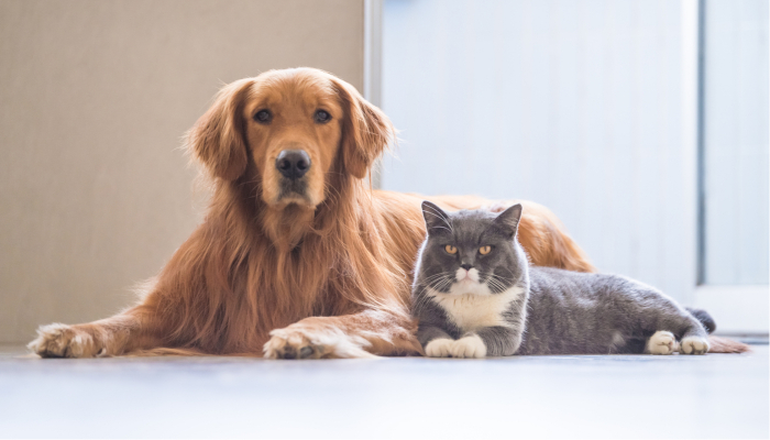 Seúl hará el test del coronavirus a gatos y perros domésticos con síntomas