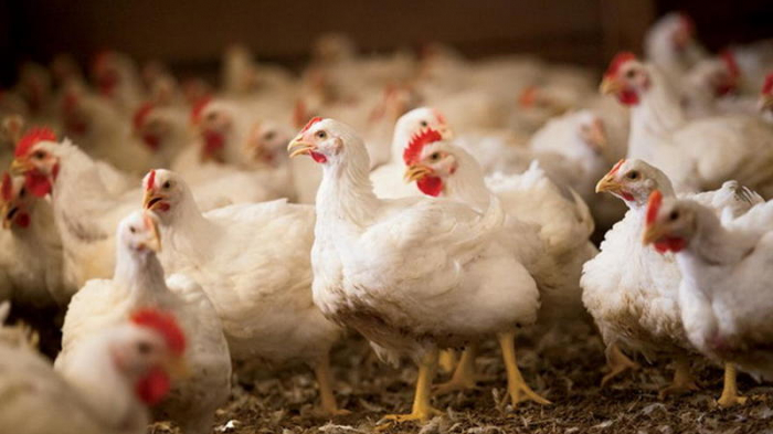 Azerbaijan restricts import of poultry meat from Czech Republic, Germany
